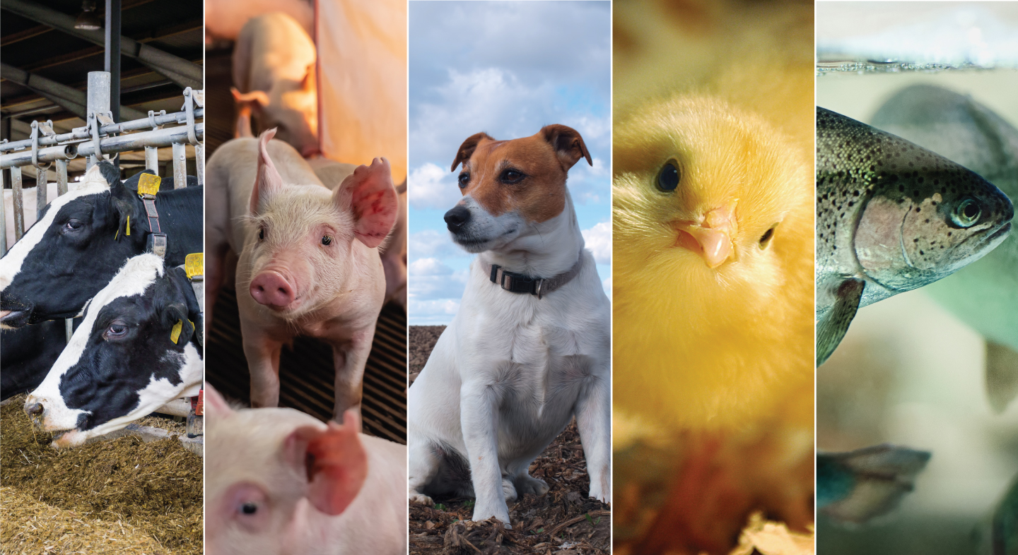 Animal Feed