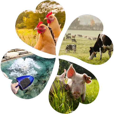 Animal Feed