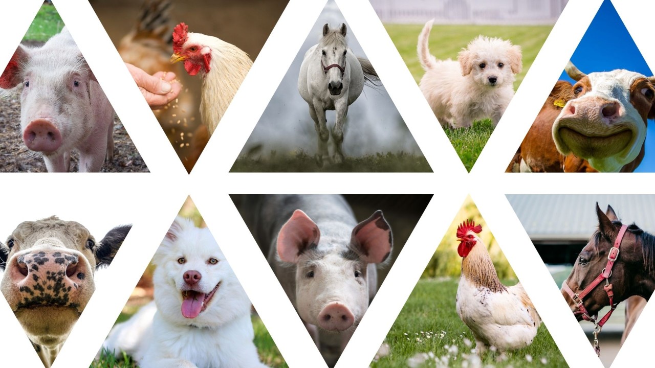 Animal Nutrition